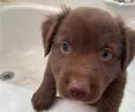 Puppy Wren M4 Australian Shepherd
