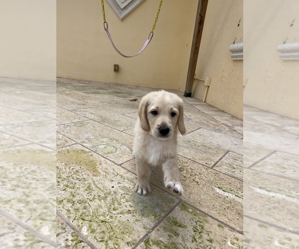 Medium Photo #5 Labradoodle Puppy For Sale in FORT LAUDERDALE, FL, USA