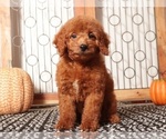 Small #2 Goldendoodle (Miniature)