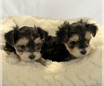 Small Photo #5 Morkie Puppy For Sale in CORNERSVILLE, TN, USA