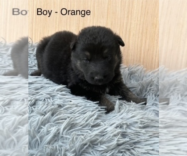 Medium Photo #2 German Shepherd Dog Puppy For Sale in PLYMOUTH, IN, USA