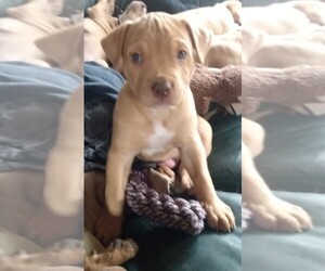 American Pit Bull Terrier Puppy for sale in Waterville, Nova Scotia, Canada