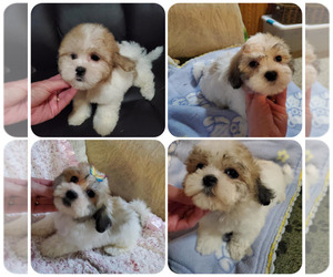 Zuchon Puppy for sale in KENDALL, WI, USA