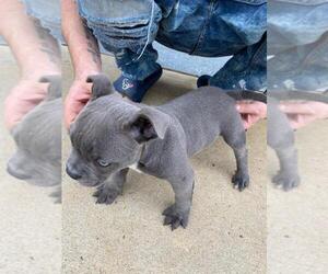 American Bully Puppy for sale in ROSHARON, TX, USA