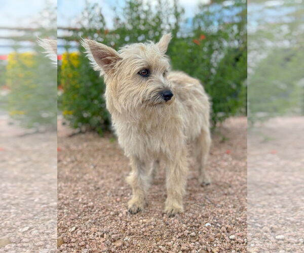 Medium Photo #2 Mutt Puppy For Sale in PIPE CREEK, TX, USA