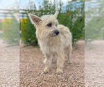 Small #1 Mutt