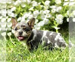 Small #2 French Bulldog