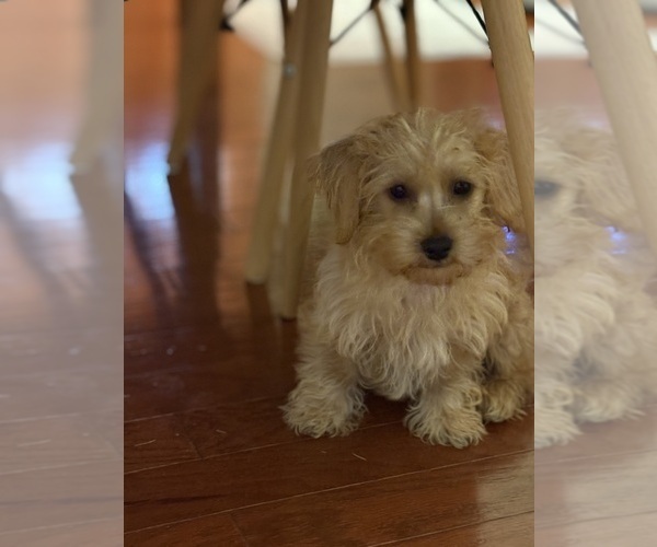 Medium Photo #5 Yorkipoo Puppy For Sale in FAYETTEVILLE, NC, USA