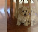 Small #4 Yorkipoo