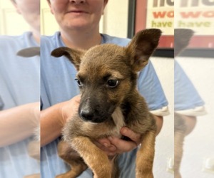 German Shepherd Dog-Unknown Mix Dogs for adoption in SHERBURNE, NY, USA