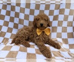 Small #6 Poodle (Miniature)