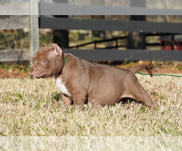 Medium Photo #5 American Bully Puppy For Sale in FERN CREEK, KY, USA