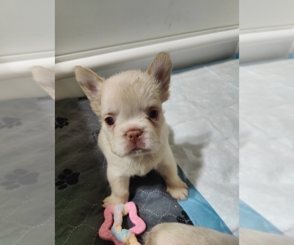 Medium Photo #23 French Bulldog Puppy For Sale in HIGHLAND VILL, TX, USA