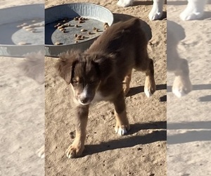 Miniature Australian Shepherd Puppy for sale in FORT MORGAN, CO, USA
