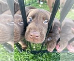 Small Photo #1 Labrador Retriever Puppy For Sale in JANESVILLE, WI, USA