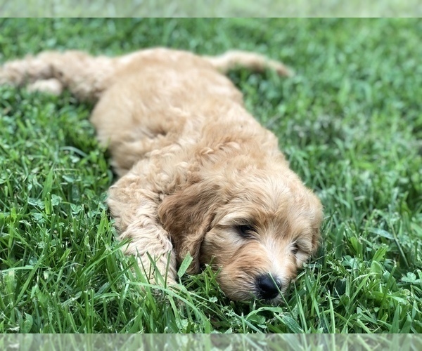 Medium Photo #2 Labradoodle Puppy For Sale in BURTON, OH, USA
