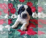 Small Photo #2 English Springer Spaniel Puppy For Sale in ASHEVILLE, NC, USA