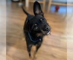 Small Pomeranian Mix