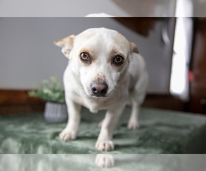 Chihuahua Puppy for sale in MONROE, IN, USA