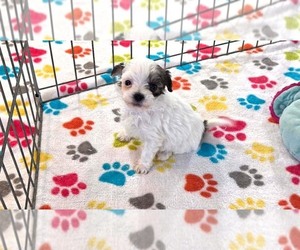 Havapoo Puppy for sale in ORO VALLEY, AZ, USA