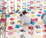 Image preview for Ad Listing. Nickname: Penny