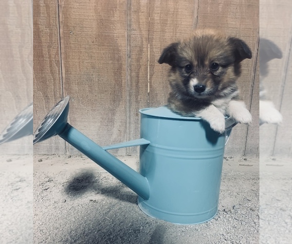 Medium Photo #13 Pembroke Welsh Corgi Puppy For Sale in CENTRALIA, IL, USA