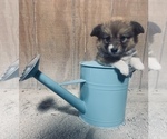 Small Photo #13 Pembroke Welsh Corgi Puppy For Sale in CENTRALIA, IL, USA