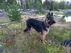 Small Photo #5 German Shepherd Dog Puppy For Sale in W LINN, OR, USA