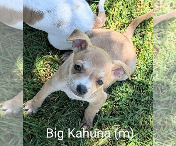 Medium Photo #1 Mutt Puppy For Sale in San Bernardino, CA, USA