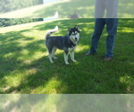 Small Photo #7 Siberian Husky Puppy For Sale in CENTERVILLE, NC, USA