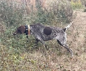 Mother of the German Shorthaired Pointer puppies born on 05/26/2025