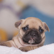 Small Photo #3 French Bulldog Puppy For Sale in LOX, FL, USA