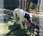 Small #5 American Bulldog Mix