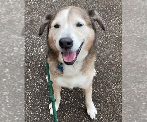 Patch - Male Siberian Husky-Unknown Mix Dog for Adoption - Photo #2