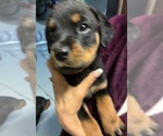 Small #1 Rottweiler