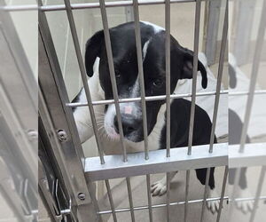 Mutt Dogs for adoption in Decatur, IL, USA