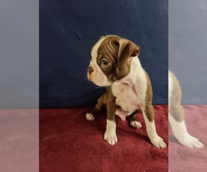 Boston Terrier Puppy for Sale in GILBERT, Arizona USA