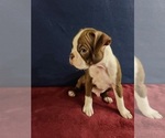 Small Photo #1 Boston Terrier Puppy For Sale in GILBERT, AZ, USA