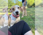 Small #9 Beagle Mix