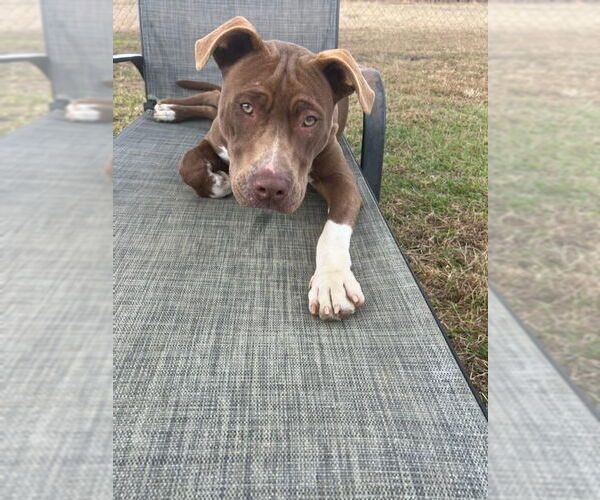 Medium Photo #2 Bulldog-Unknown Mix Puppy For Sale in Eastman, GA, USA