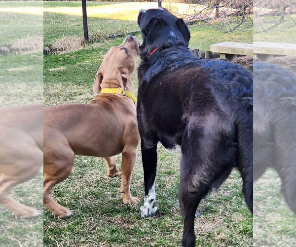 Medium Photo #3 Labrador Retriever-Rhodesian Ridgeback Mix Puppy For Sale in Alexander, AR, USA