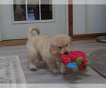 Small #2 Golden Retriever