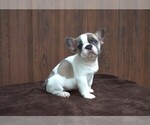 Small Photo #4 French Bulldog Puppy For Sale in Soltvadkert, Bacs-Kiskun, Hungary