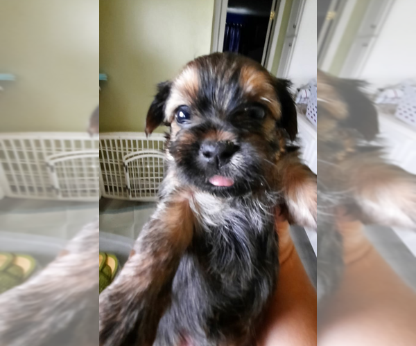 Medium Photo #2 Shorkie Tzu Puppy For Sale in MYRTLE BEACH, SC, USA