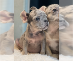 Small Photo #5 French Bulldog Puppy For Sale in SAN MARINO, CA, USA