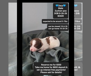Poodle (Toy)-Zuchon Mix Puppy for sale in TUCSON, AZ, USA