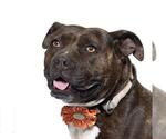 Small #5 American Pit Bull Terrier Mix