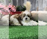 Small #3 Shih Tzu