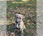 Small #1 Havanese