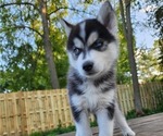 Small Photo #4 Siberian Husky Puppy For Sale in ALPENA, MI, USA
